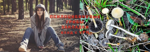 прущие грибы Бронницы