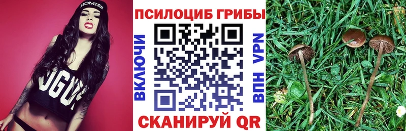 Галлюциногенные грибы Cubensis  где купить   Берёзовский 